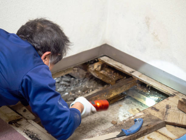 Best HVAC Mold Remediation in Newport Beach, CA