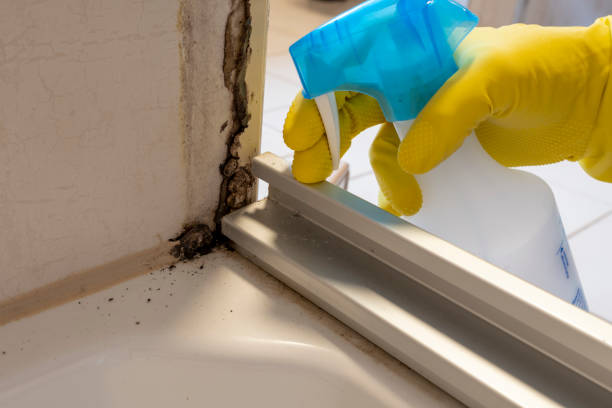 Newport Beach, CA Mold Remediation Company
