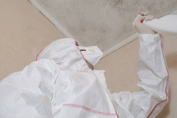 Best Residential Mold Remediation in Newport Beach, CA