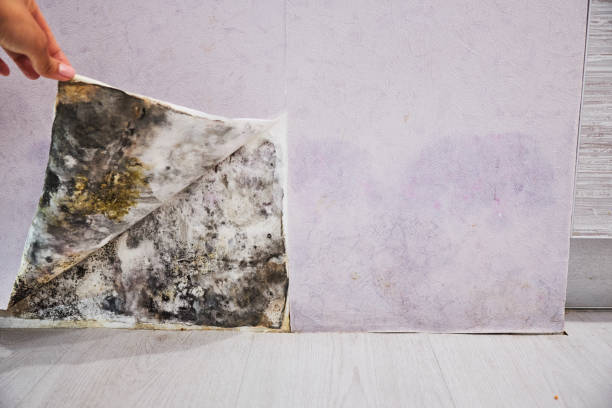Best Health and Safety Mold Remediation in Newport Beach, CA